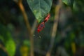 Stunning Red and black cotton tree bugs mating Royalty Free Stock Photo