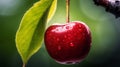 Vibrant Red Cherry With Water Droplets On Green Background