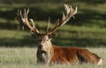 A magnificent Red Deer Stag, Cervus elaphus, resting in a field during rutting season. Royalty Free Stock Photo