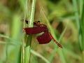 Beautiful red dragonfly perched gracefully on a tall, vibrant blade of grass in the foreground Royalty Free Stock Photo