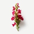 Pink Flowers On White Background: Minimal Retouching And Realistic Americana Iconography