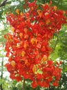 A stunning red flowers named Royal Poinciana, Flamboyant.Beautiful ornamental flowers named flame tree. Royalty Free Stock Photo