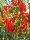 A stunning red flowers named Royal Poinciana, Flamboyant.Red flowers blooming in spring season.