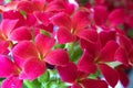 Stunning red flowers on a sunny day Royalty Free Stock Photo