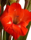 Stunning red gladiolus glower