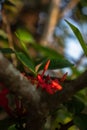 Stunning Red Ixora Flower Amidst Lush Foliage