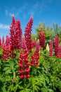 Stunning red lupin flowers with green foliage, photographed against a blue sky in an English cottage garden in West Sussex UK. Royalty Free Stock Photo
