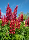 Stunning red lupin flowers with green foliage, photographed against a blue sky in an English cottage garden in West Sussex UK.