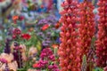 Stunning red lupins in artisan garden at Chelsea Flower Show, hosted by the Royal Horticultural Society, UK Royalty Free Stock Photo