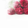 Stunning red peonies on white background Royalty Free Stock Photo