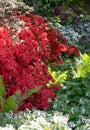 Stunning red Rhododendron flowers, bursting into colour in spring. Photographed at RHS Wisley garden, Surrey UK Royalty Free Stock Photo