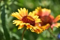 Gorgeous Red and Yellow Gallardia Flower Blossom
