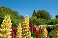 Stunning red and yellow lupin flowers with green foliage, photographed against a clear blue sky in an English cottage garden. Royalty Free Stock Photo