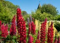 Stunning red and yellow lupins, photographed against a blue sky in an English cottage garden in East Sussex UK. Royalty Free Stock Photo