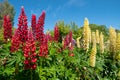 Stunning red and lupins with green foliage, photographed against a blue sky in an English cottage garden in East Sussex UK. Royalty Free Stock Photo
