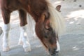 Stunning reddish brown miniature horse face Royalty Free Stock Photo