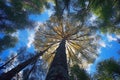 Majestic Redwood Tree in Golden Hour