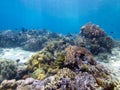 Stunning reef top at Menjangan Island 03