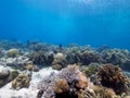 Stunning reef top at Menjangan Island 04