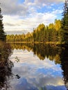 Stunning reflection of early autumn trees on a beaver pond in Algonquin National Park