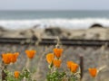 Stunning And Remarkable Macro Close Shot! California Poppies By The Sea