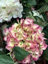 Stunning And Remarkable Macro Close Shot! Hydrangea Purple Tones!