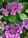 Stunning And Remarkable Macro Close Shot! Hydrangea Purple Tones!