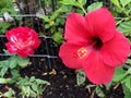 Stunning And Remarkable Macro Close Shot! Red Rose And Red Hibiscus