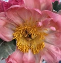 Stunning And Remarkable Macro Close Shot! Spring Pink peonyÃ¢â¬â¢s Royalty Free Stock Photo