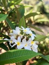 Stunning And Remarkable Macro Close Shot! Tropical Paradise Fragrant And Colorful Plumerias!