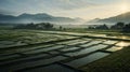Stunning Rice Field Sunrise: Darktable Processed Scenic Image
