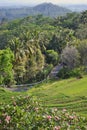 Indonesia: Ubud - Tropical landscape around Ubud - Paddy Fields, Palm trees and hills around Ubud, Bali Royalty Free Stock Photo