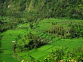 Indonesia: Ubud - Tropical landscape around Ubud - Paddy Fields, Bali Royalty Free Stock Photo