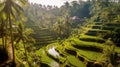 The Stunning Rice Fields Of Bali