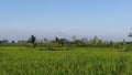 Stunning Rice Fields in The Middle of Lombok Island