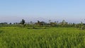 Stunning Rice Fields in The Middle of Lombok Island