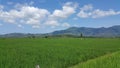 Stunning Rice Fields in The Middle Of Lombok Island