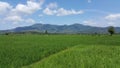 Stunning Rice Fields in The Middle Of Lombok Island