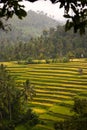 Stunning Rice Terraces of Pupuan, Bali.