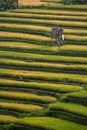 Stunning Rice Terraces of Pupuan, Bali.