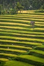 Stunning Rice Terraces of Pupuan, Bali.