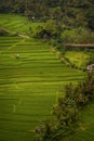 Stunning Rice Terraces of Pupuan, Bali.