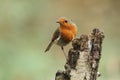 A stunning Robin Erithacus rubecula perched on an old tree stump. Royalty Free Stock Photo