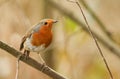 A stunning Robin Erithacus rubecula perched on a twig in a tree. Royalty Free Stock Photo