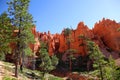 Stunning rock formations and ponderosa pines in Bryce Canyon National Park