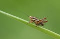 A stunning Roesel`s Bush-cricket Metrioptera roeselii perching on a blade of grass.