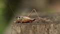 A beautiful Roesel's Bush-Cricket, Metrioptera roeselii, perching on wood fence post.