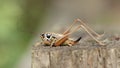 A beautiful roesel's bush-cricket, metrioptera roeselii, perching on wood fence post.