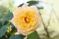 Stunning romantic yellow rose growing on a rose shrub