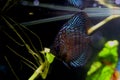 Stunning Royal Discus fish swimming with beautiful glowing blue stripes